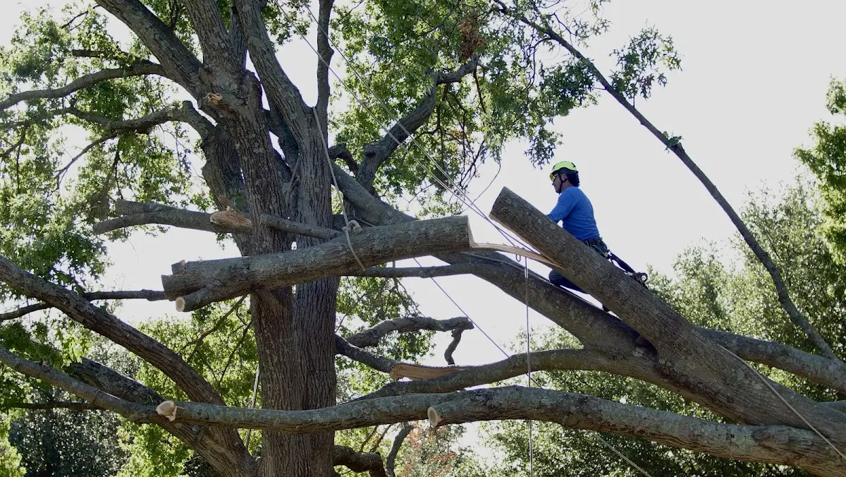 Professional Crown Thinning performed by certified arborists in Kirkwood