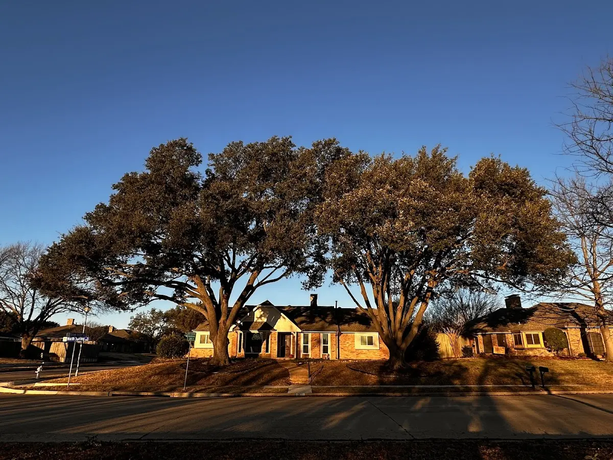Established residential canopy tree shading a home in Kirkwood